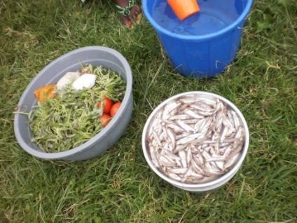 Strategie pour lutte contre la nutrition - Graines
